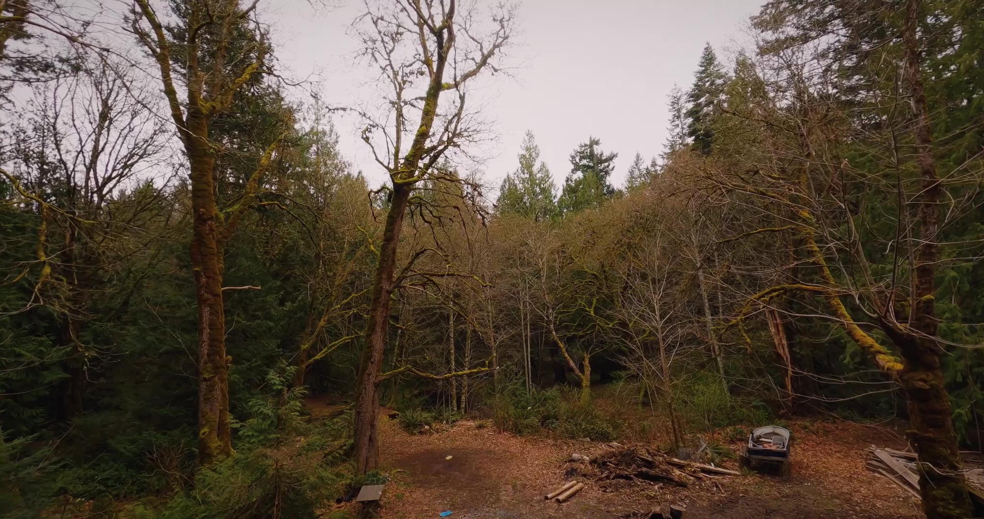 Forest to Foyer