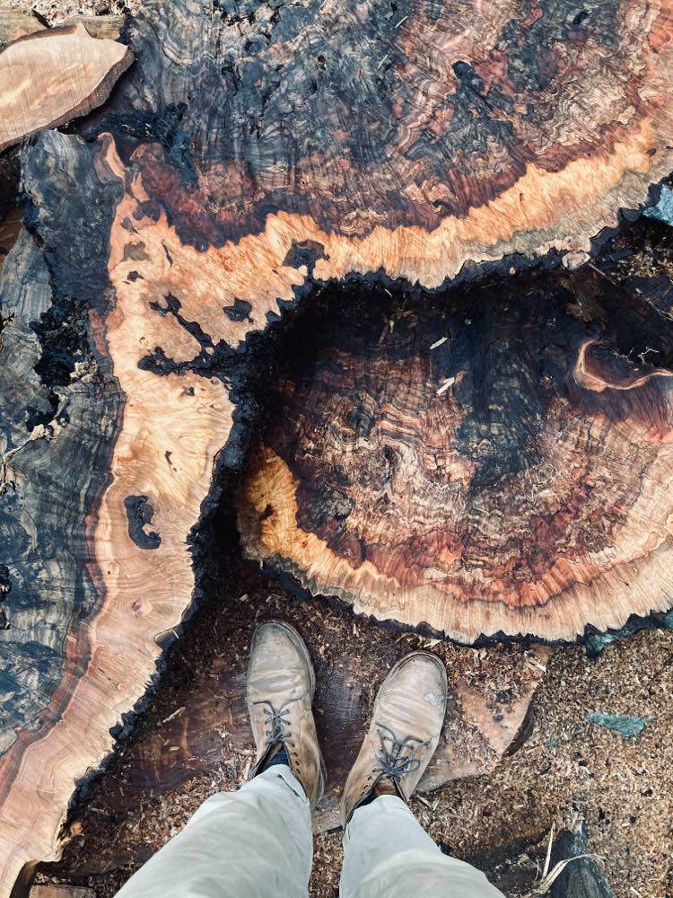 Forest to Foyer
